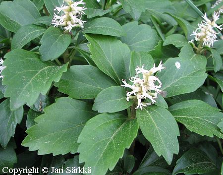 Pachysandra terminalis, varjoyrtti